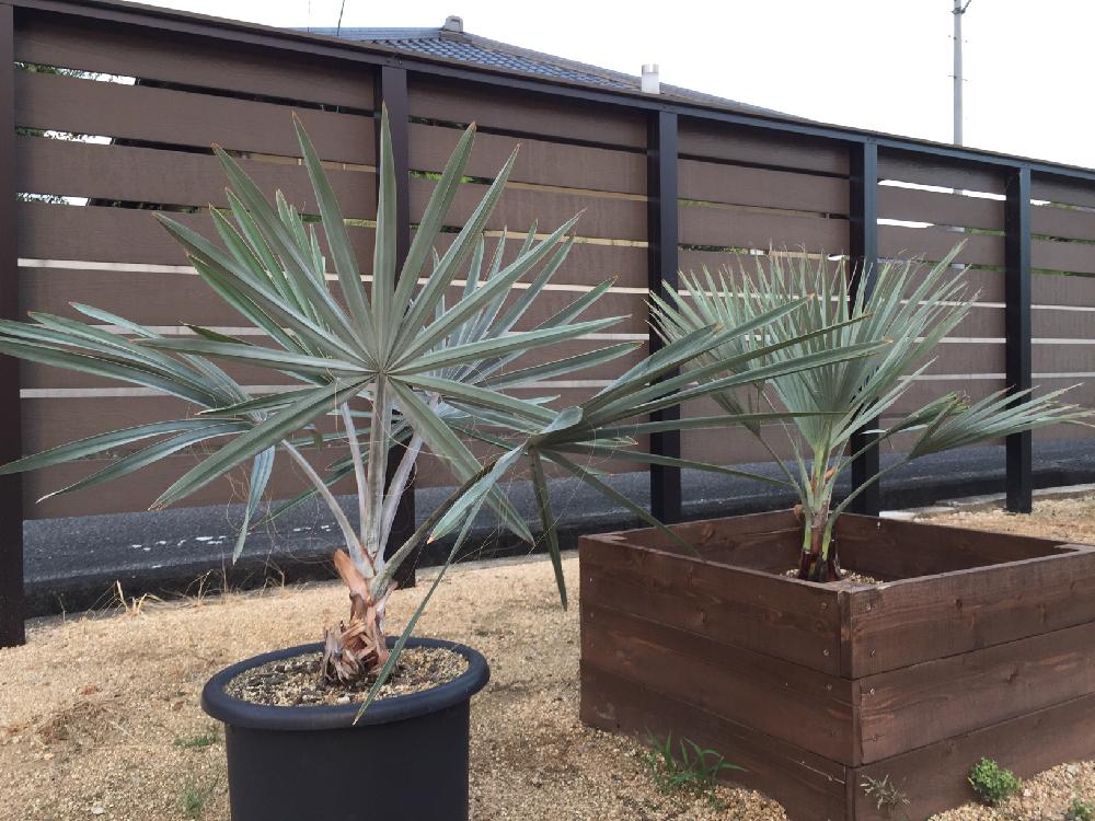 ヤシ5種類セット ブラヘアアルマータ ビスマルキアノビリス他