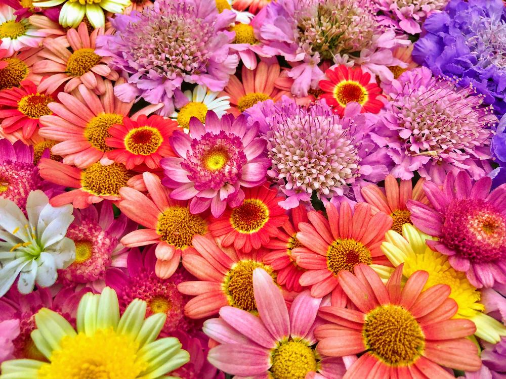 沢山のお花の投稿画像 By Kimikimiさん スマホ撮影と壁紙と美花と春pic祭りと花遊びと真上から と壁花と創作 18月8月17日 Greensnap グリーンスナップ