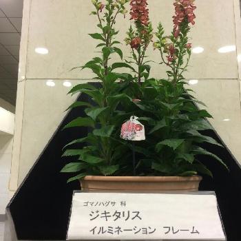 ジギタリス イルミネーション Proven Winners Pw ガーデニング 園芸 花苗 低木 多肉植物 花 植物