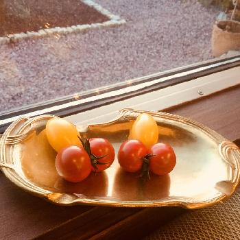 デンジャラスガーデンの画像 by Chopin(ショパン)さん | 窓辺と春pic祭りとミニトマト♥と#プチトマトとデンジャラスガーデンとエンジェル祭り