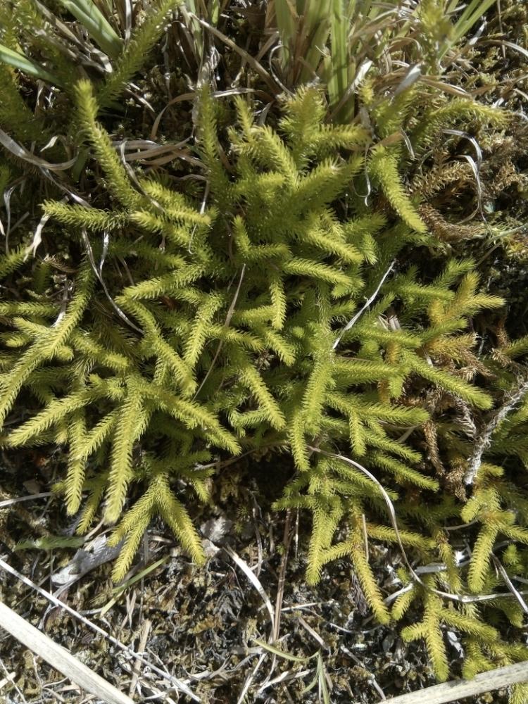 まなまなさんの投稿画像 18月8月18日 Greensnap グリーンスナップ