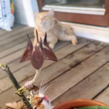 ノラ猫の画像 by Cyokodogさん | テラスとセロペギアスタペリフォルミスと花芽と開花中と変わった花とノラ猫とセロペギア属と薄雲と珍奇植物2020