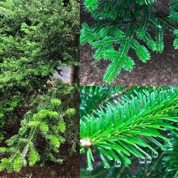世界の木の実の画像 by りぃふテリアさん | お出かけ先と雨に輝くとシェードガーデンと世界の木の実とリースと世界の植物フォトコンテスト
