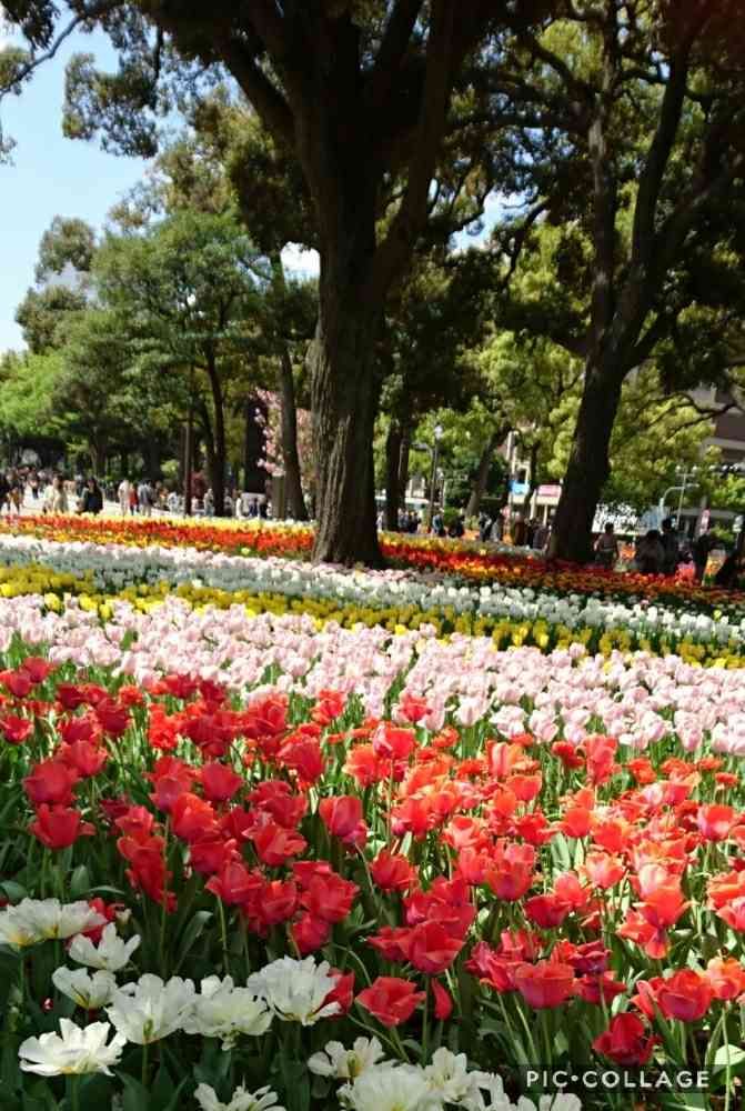 トリトンさんの横浜公園への投稿