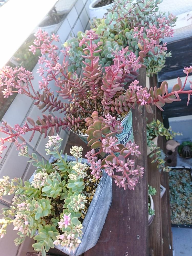 ユウバリミセバヤの投稿画像 By Zenさん 赤葉ヒダカミセバヤとヒダカミセバヤとセダム属と猛暑に負けないと多肉大好きとムラサキベンケイソウ属とつぼみと多肉植物とサボテンと埼玉とベンケイソウ科 18月8月19日 Greensnap グリーンスナップ