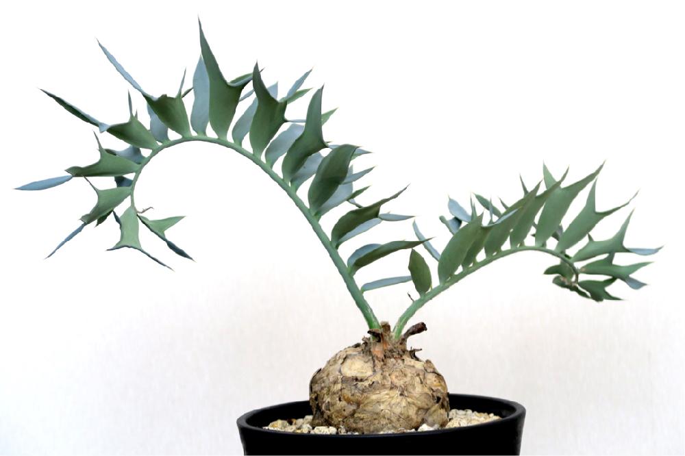 エンセファラルトス ホリダスの投稿画像 By Blauleafさん 千葉多肉会と観葉植物と男前植物と千葉県とソテツ類とgs映えとgs日和と エンセファラルトス ホリダスとソテツ普及委員会と大ちゃん頑張れと塊根植物と珍奇植物と花のある暮らしと頑張れ えっこと千葉タニラーと エンセファラルトス ホリダスの投稿画像 By Blauleafさん 千葉多肉会と観葉植物と男前植物と千葉県とソテツ類とgs映えとgs日和と エンセファラルトス ホリダスとソテツ普及委員会と大ちゃん頑張れと塊根植物と珍奇植物と花のある暮らしと頑張れ えっこと千葉タニラーと