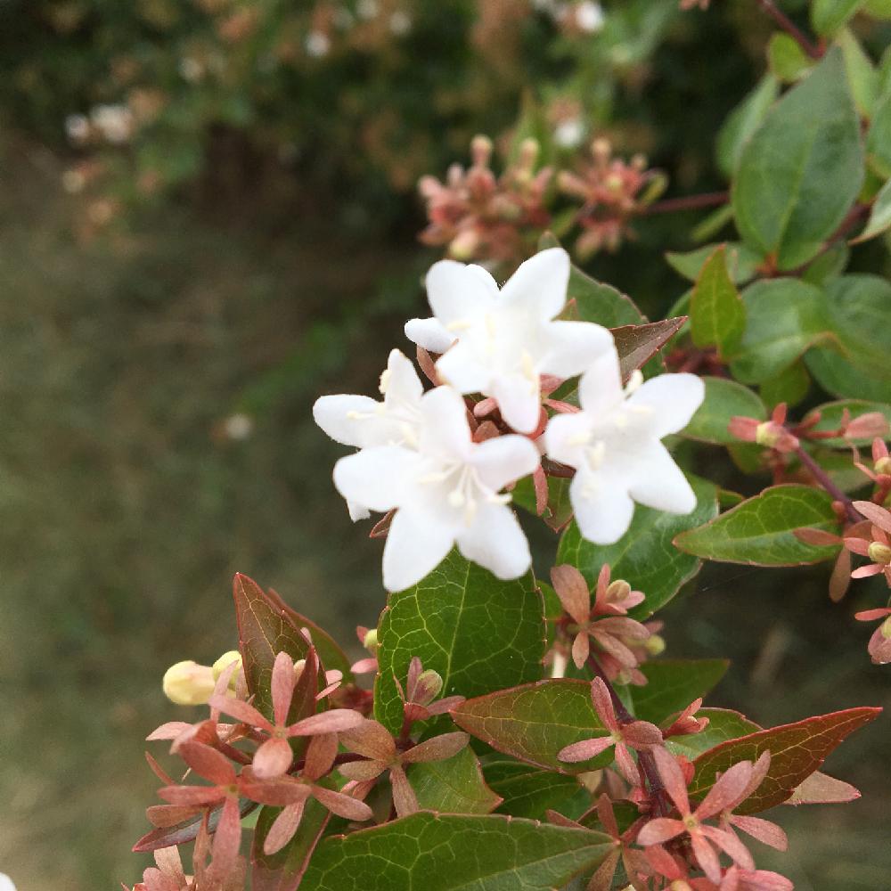 アベリアの投稿画像 By Midorinさん お出かけ先と癒しときれいと生きる強さとウォーキング中と可愛いと自然の癒しと花 のある暮らしと癒しときれいと生きる強さとウォーキング中と可愛いと自然の癒しと花のある暮らし 18月8月19日 Greensnap グリーンスナップ