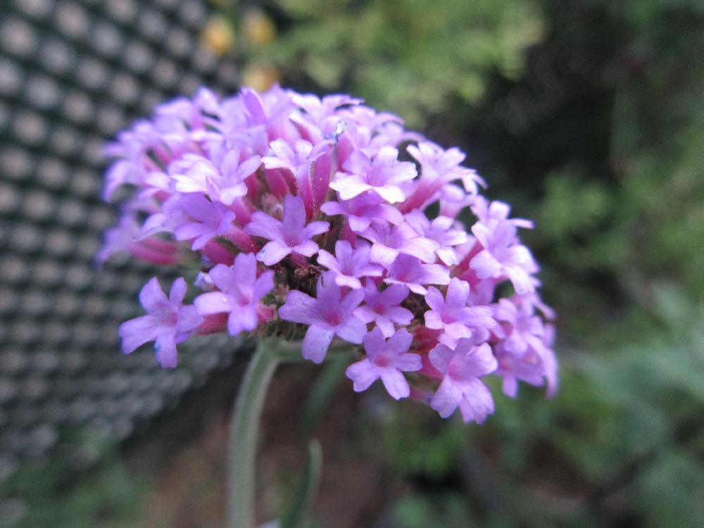 バーベナ ブエノスアイレス ボナリエンシス 三尺バーベナ の投稿画像 By たまちゃんさん バーベナと小さな庭とこぼれ種とガーデニングと花 のある暮らしと紫の花と暑さに強いとこぼれ種とガーデニングと花のある暮らしと紫の花と暑さに強い 18月8月19日