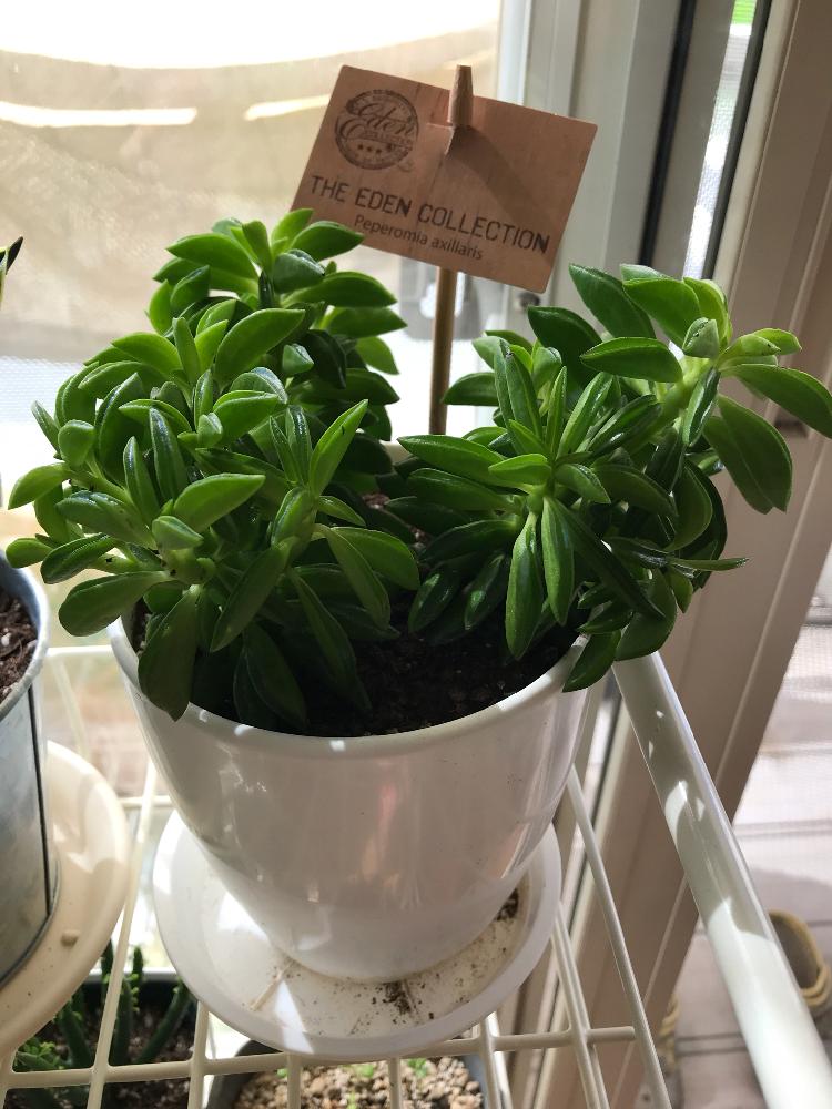 ペペロミアの投稿画像 By Anneさん ペペロミア アキシラリスと福岡と観葉植物とgs映えとgs日和と癒される と小さな葉っぱとペペロミア属と珍奇植物と超初心者 18月8月19日 Greensnap グリーンスナップ