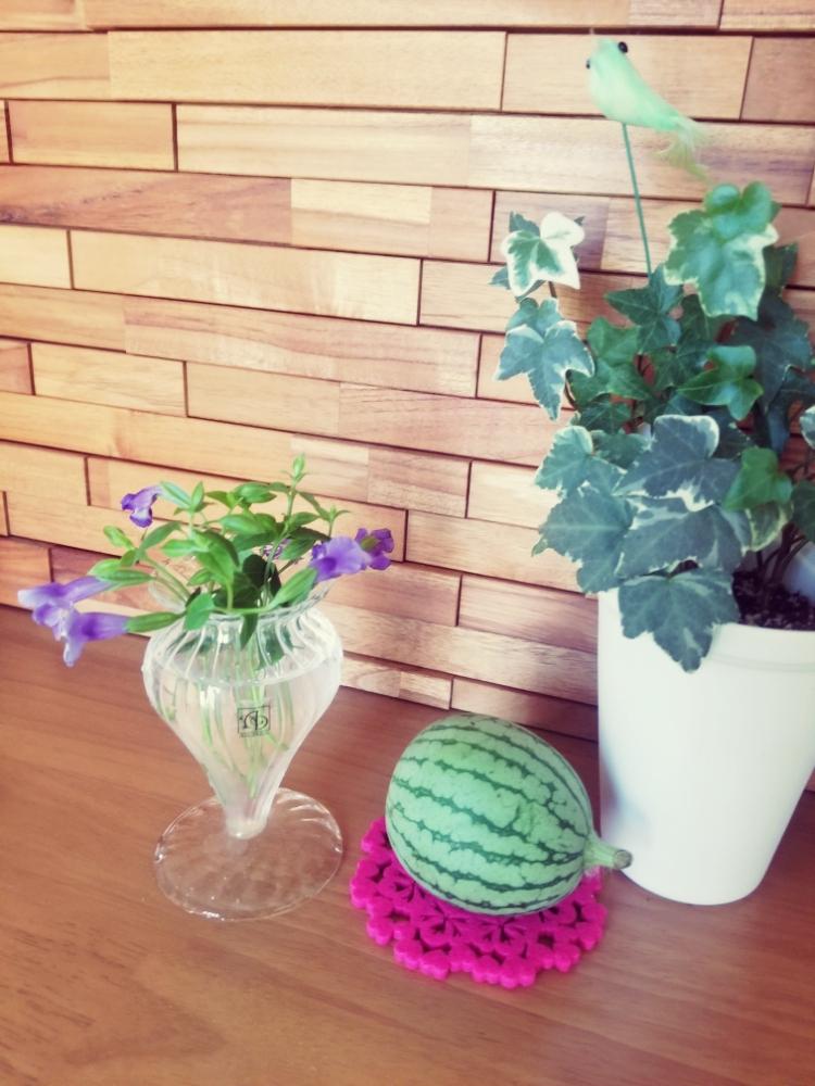 切り花の投稿画像 By Nooさん 切り戻しとトレニア と スイカ 18月8月19日 Greensnap グリーンスナップ