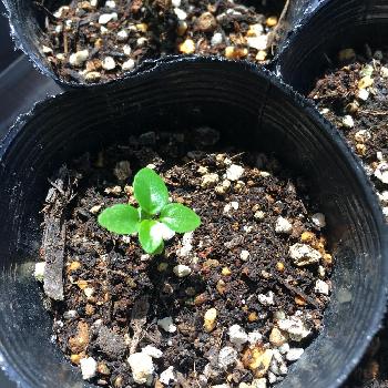 実生ガジュマルの投稿画像一覧 Greensnap グリーンスナップ