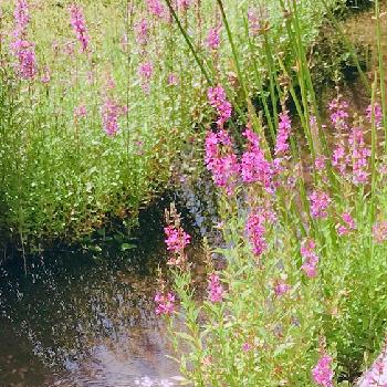 みなもかんの投稿画像一覧 Greensnap グリーンスナップ