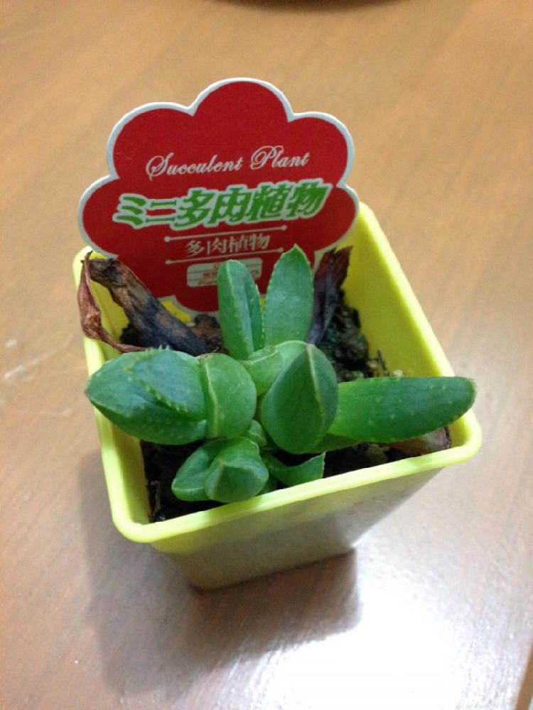 アロエ ピクシー Greensnap グリーンスナップ