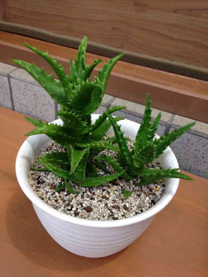 ミスター　アロエまとめ 1534669531783_624345_photo.jpg