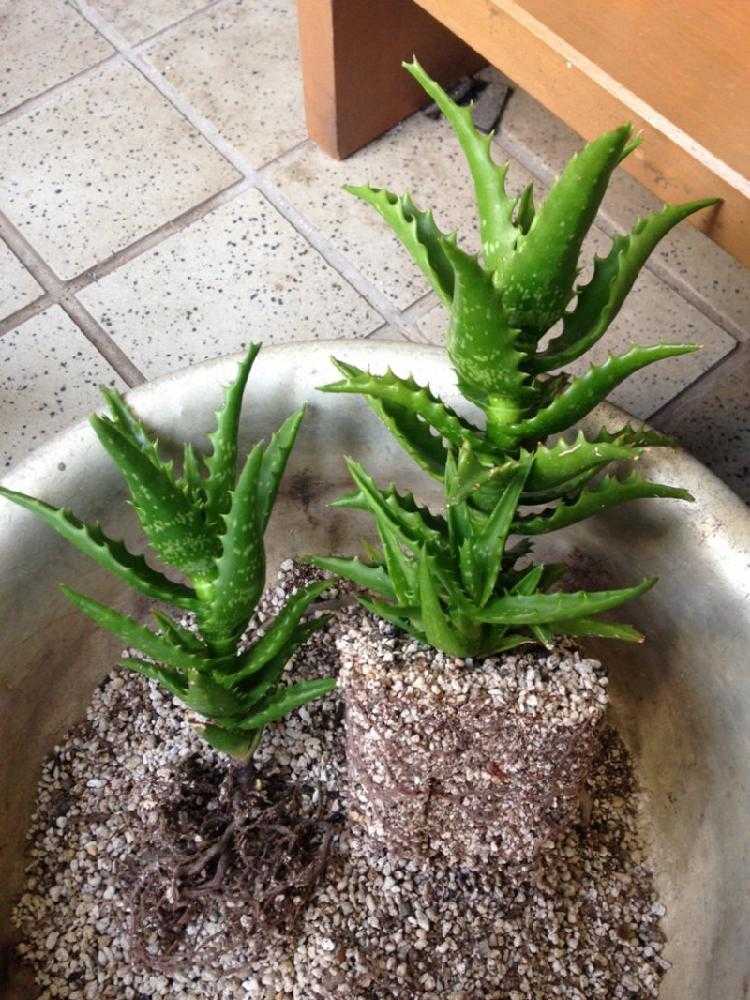 ミスター アロエまとめ もしZXとZX Adventを実写化したら、共同主人公って