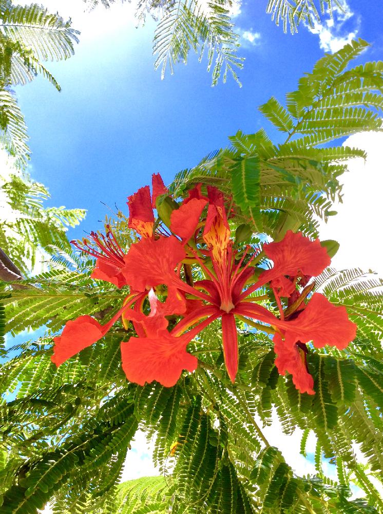 ホウオウボクの投稿画像 By R さん 鳳凰木 火炎樹と 鳳凰木とかわいい と沖縄とgs映えとgs日和と鮮やか と花のある暮らしと青空映え 18月8月19日 Greensnap グリーンスナップ
