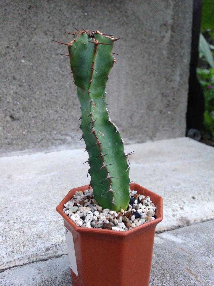 ユーフォルビア・大鳳角(コエルレセンス)2号｜🍀GreenSnap（グリーン