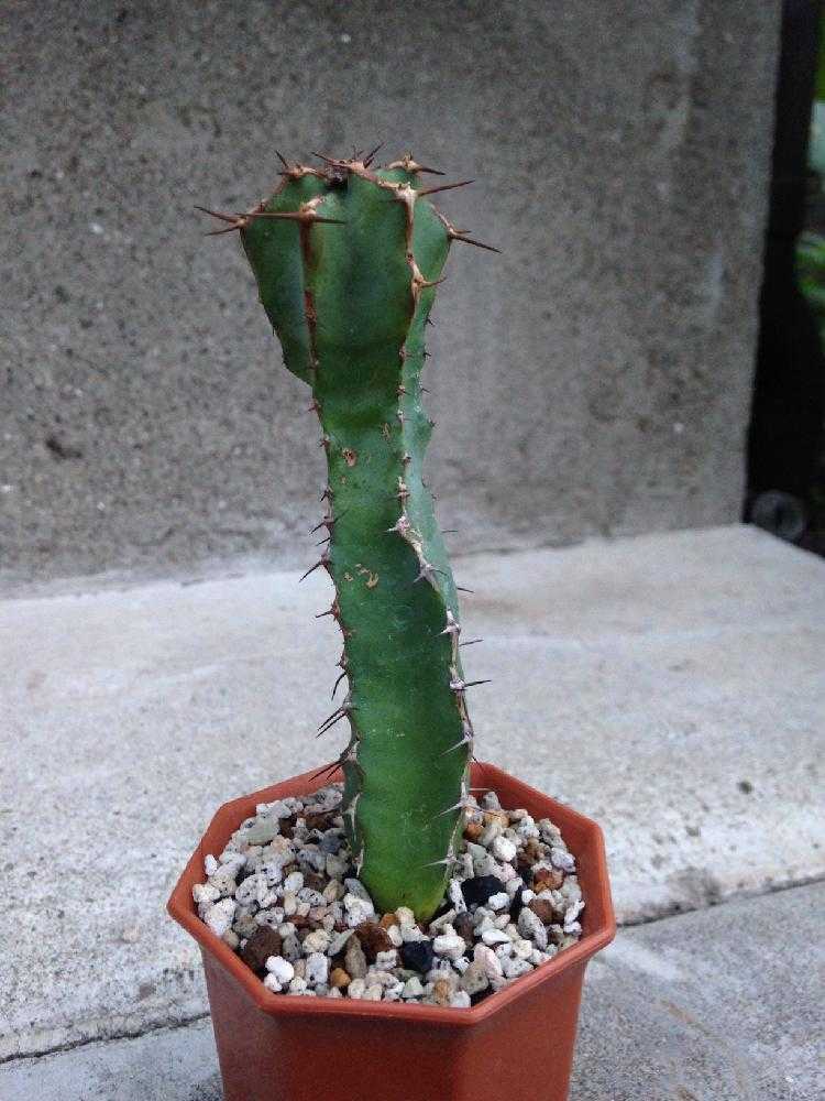 ユーフォルビア・大鳳角(コエルレセンス)2号｜🍀GreenSnap（グリーン