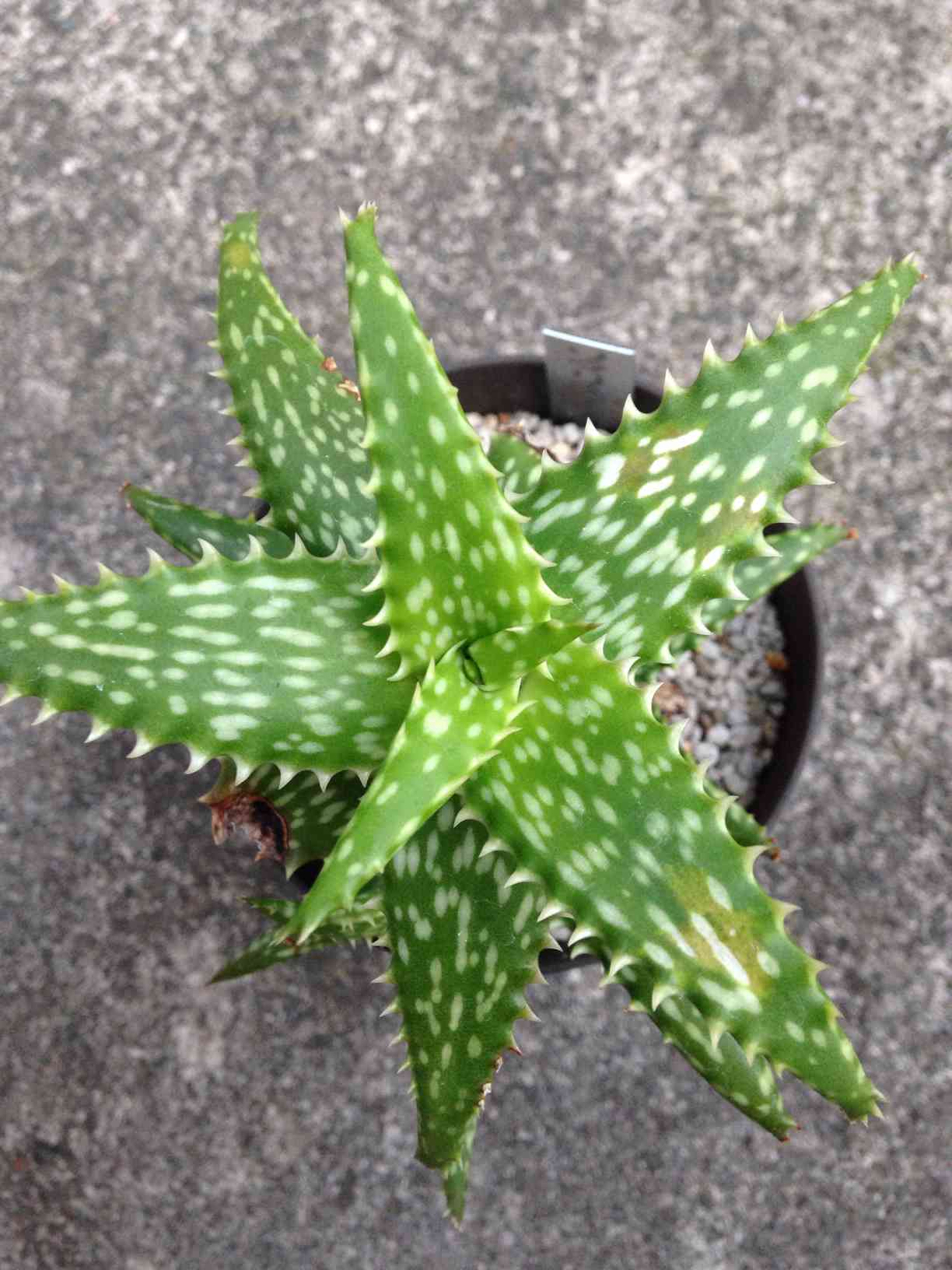 アロエ・ソマリエンシス｜🍀GreenSnap（グリーンスナップ）