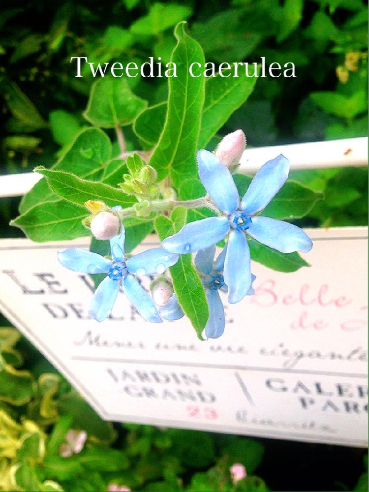 ブルースターの投稿画像 By つきよみさん ガーデニングと花のある暮らしとブルーの花とマイ ガーデンと地植えと庭の宿根草と青い花マニア 18月8月19日 Greensnap グリーンスナップ