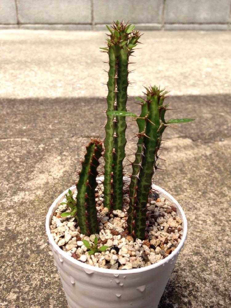 ユーフォルビア・グリセオラ変種ザンビエンシス Kapiri Mposhi