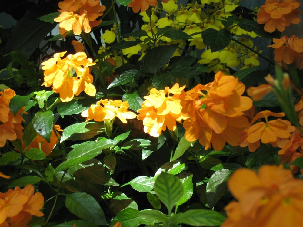 クロサンドラ かがり火の投稿画像 By ぺこりん さん ボタニカルスポット18夏と公園とgs映えとgs日和と温室と散歩と橙色の花と花フォトと安城デンパーク 18月8月日 Greensnap グリーンスナップ