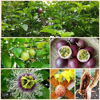 パッションフルーツの実❤️の画像 by lucky514さん | 小さな庭とパッションフルーツの実❤️と家庭菜園奮闘日記と花のある暮らし