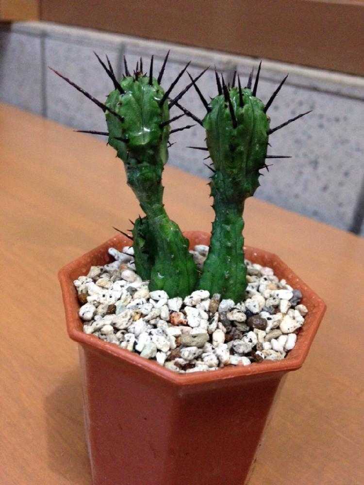 ユーフォルビア・エノプラ(紅彩閣黒棘)1号｜🍀GreenSnap（グリーン