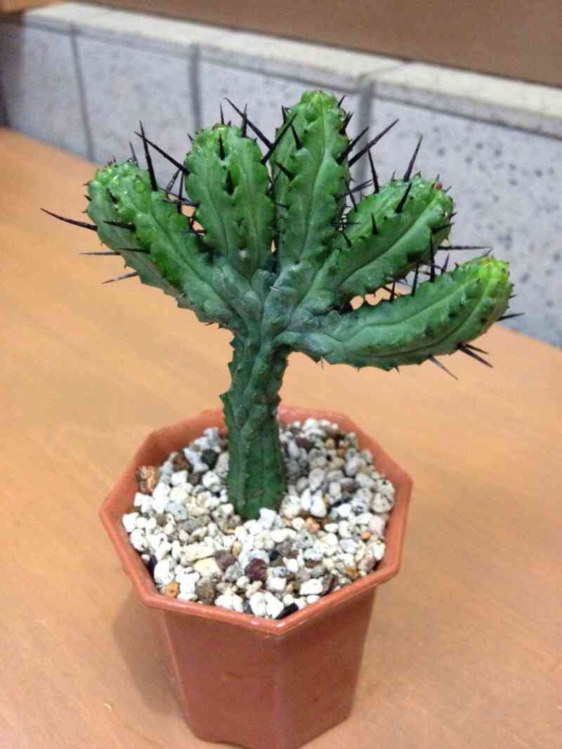 ユーフォルビア・エノプラ(紅彩閣黒棘)2号｜🍀GreenSnap