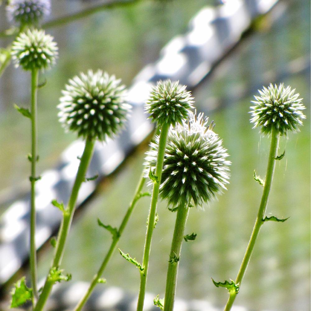 これまでで最高のヒゴタイ ルリタマアザミ 違い 最高の花の画像