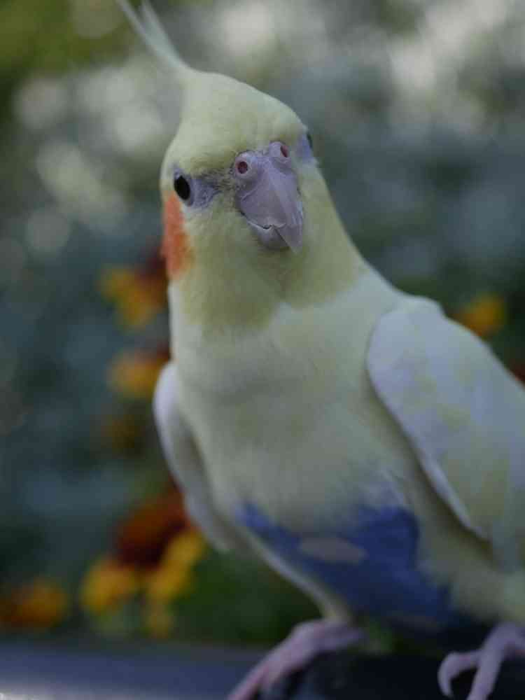 ゆず花さんの山下公園への投稿