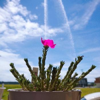 儚い花の投稿画像一覧 Greensnap グリーンスナップ