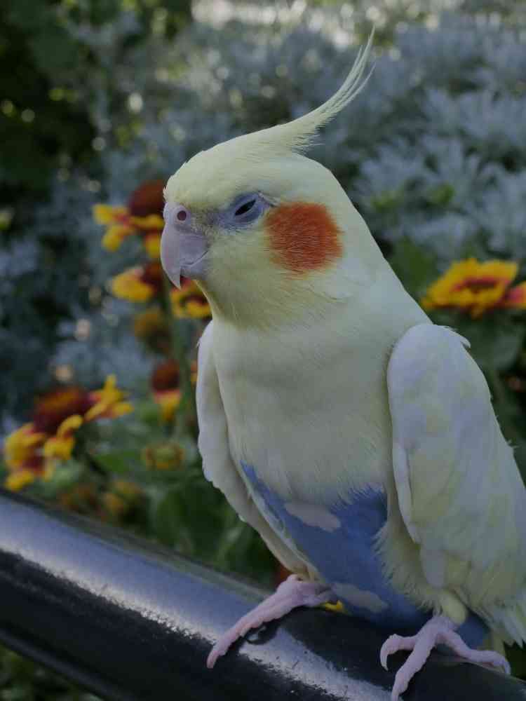 ゆず花さんの山下公園への投稿