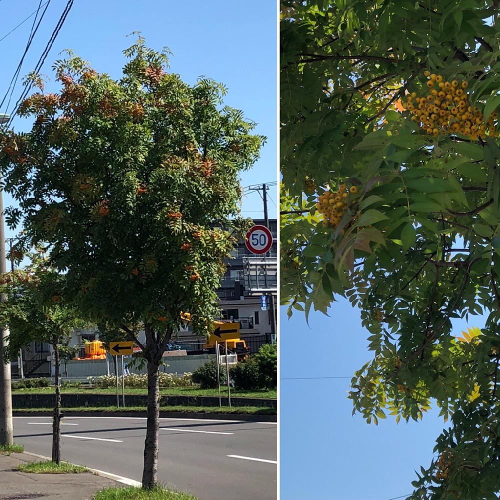 ナナカマドの投稿画像 By まなさん 落葉高木とお散歩写真と身近な街路樹と街路樹とお散歩と北海道と青空に映えるとさわやか 18月8月日 Greensnap グリーンスナップ