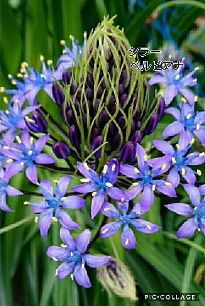 シラーベルビアナの花の投稿画像 By トリトンさん Gs映えとgs日和と春pic祭りと応援するよと神奈川県と花 のある暮らしと頑張れ えっこと頑張れ ばぁばさんとシラーペルビアナとお出かけ先と青い花マニアとシラーベルビアナの花とgs映えとgs日和と春pic祭りと応援するよ シラーベルビアナの花の投稿画像 By トリトンさん Gs映えとgs日和と春pic祭りと応援するよと神奈川県と花 のある暮らしと頑張れ えっこと頑張れ ばぁばさんとシラーペルビアナとお出かけ先と青い花マニアとシラーベルビアナの花とgs映えとgs日和と春pic祭りと応援するよ
