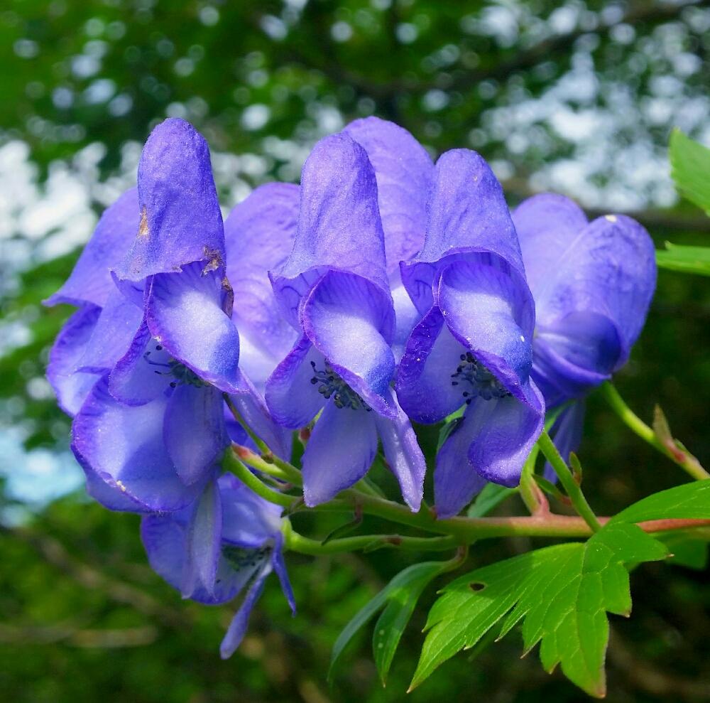 オクトリカブトの投稿画像 By Y さん トレッキングと毒草と晩夏の花と夏の花と花の風景と秋田駒ヶ岳と晩夏と花のある暮らしと登山と高山植物類と旬の花 18月8月日 Greensnap グリーンスナップ