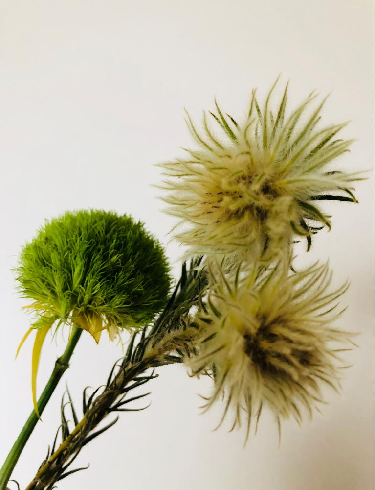 花のある暮らしの投稿画像 By Tomomoさん テマリソウ とフィリカプルモーサともふもふ 18月8月日 Greensnap グリーンスナップ