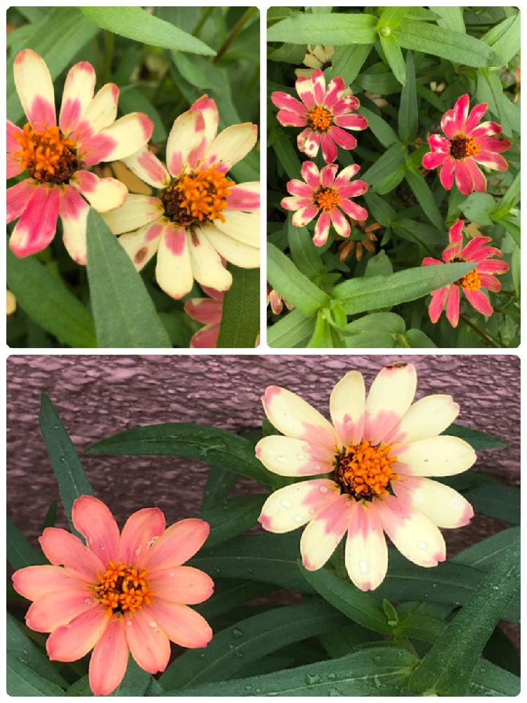 ジニアの投稿画像 By 和さん 何色 と花壇とジニア と花のある暮らしとかわいい 18月8月日 Greensnap グリーンスナップ