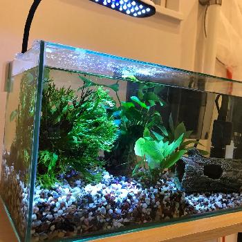 金魚水槽の投稿画像一覧 Greensnap グリーンスナップ