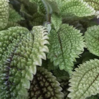 湿気好き植物の投稿画像一覧 Greensnap グリーンスナップ