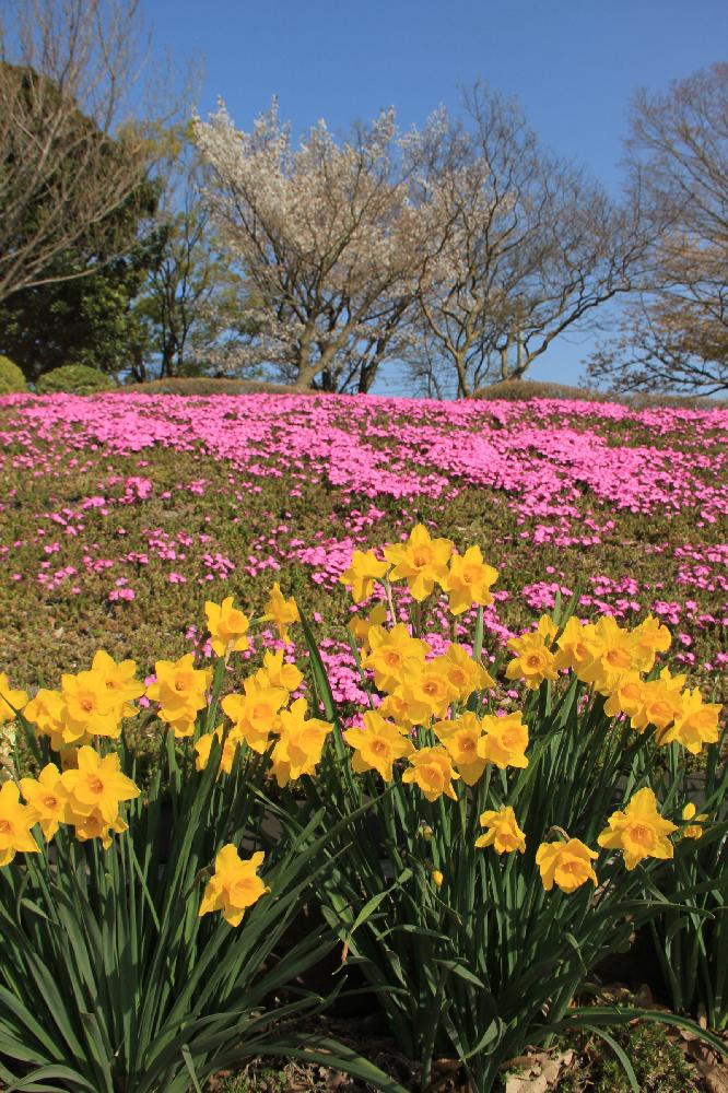 スイセンの投稿画像 By Mr マーさん 芝桜とサクラと緑と水と風広場と神奈川県の風景とeosと黄色いお花大好き協会と春pic祭り 18月8月日 Greensnap グリーンスナップ