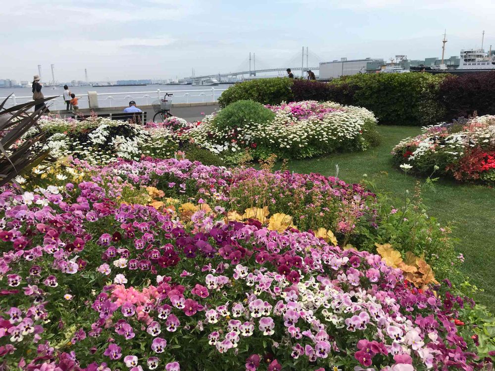 あんなココさんの山下公園への投稿