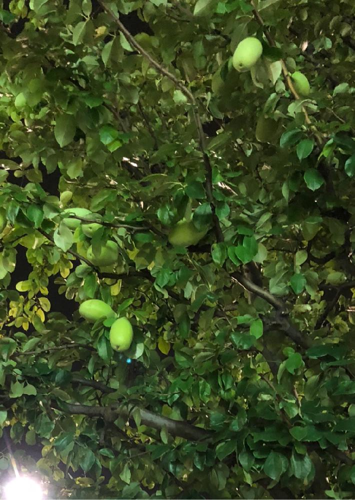 カリンの投稿画像 By みきばさん 実のなる木と街路樹 18月8月21日 Greensnap グリーンスナップ