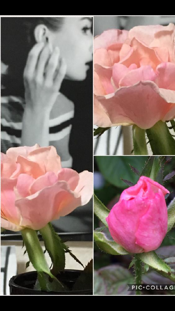 薔薇の投稿画像 By 花が好きさん オードリーヘップバーンと女優オードリーヘップバーンといつも笑顔で と薔薇 愛同盟とありがとう と花のある世界 ととても癒される と今日も頑張ろう とガーデニングと薔薇が好きです と花のある暮らしと花が好きです と