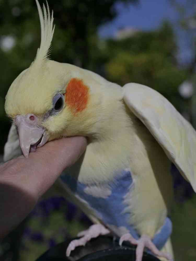 ゆず花さんの山下公園への投稿