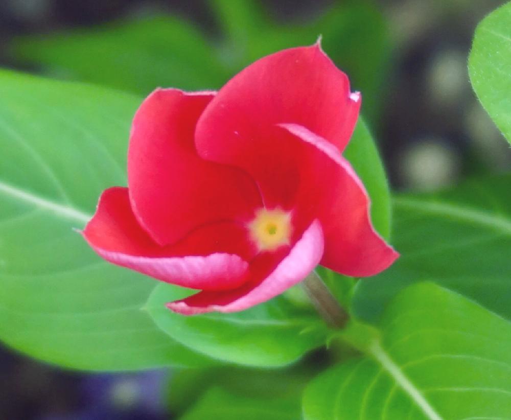 ニチニチソウの投稿画像 By Mint Teaさん 写真とお気に入り と花壇とgs映えと夏の花と元気な花と赤い花と鉢植えとガーデニングと花のある暮らし 18月8月21日 Greensnap グリーンスナップ