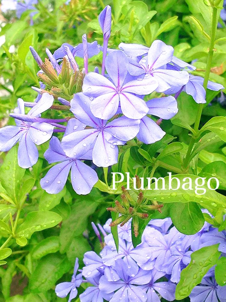 庭の花の投稿画像 By つきよみさん 涼しそうとガーデニングと花のある暮らしとブルーの花と地植えと庭の宿根草とルリマツリとプルンバーゴ とマイ ガーデンと青い花マニアと小さな庭と庭の花と涼しそうとガーデニングと花のある暮らしとブルーの花と地植えと庭の宿根草と