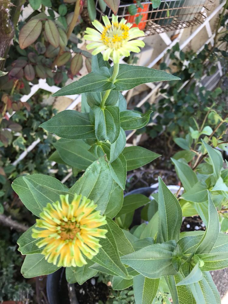 ジニア クイーン ライムブロッチの投稿画像 By Teftef さん 小さな庭と花のある暮らしと花のある暮らし 18月8月21日 Greensnap グリーンスナップ Greensnap グリーンスナップ ジニア クイーン ライムブロッチの投稿画像 By Teftef さん 小さな庭と花のある暮らしと花のある暮らし 18月8月21日 Greensnap グリーンスナップ Greensnap グリーンスナップ