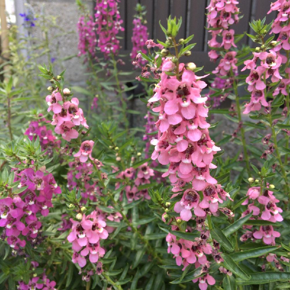 アンゲロニアの投稿画像 By 香椎ヨリさん 花壇と道端の草花とベランダ狭いとタニラーとピンク色の花と花のある暮らしとお散歩と御近所の植物とベランダーと御近所さんありがとうとバルコニスト 18月8月21日 Greensnap グリーンスナップ