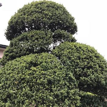 ゆかびのアルバム Greensnap グリーンスナップ ゆかびのアルバム Greensnap グリーンスナップ
